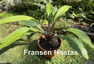 Hosta Lipstick Sister